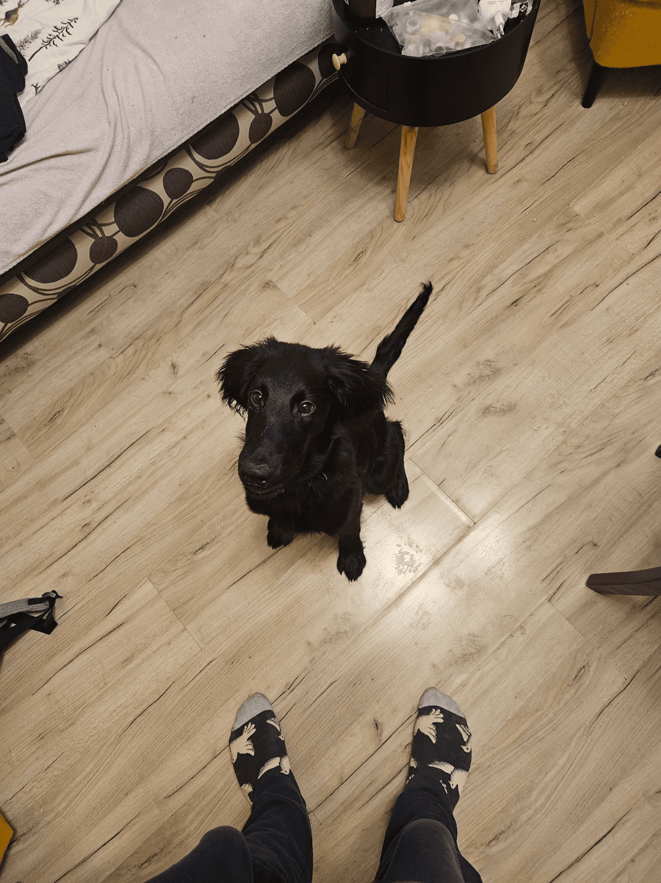 Spacery socjalizacyjne