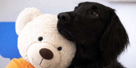 Pies, który pomaga bardziej, niż myślisz – czym naprawdę jest dogoterapia